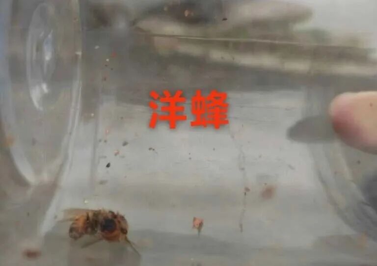 伤亡惨重！浙江两派蜜蜂，打起来了！民警到场