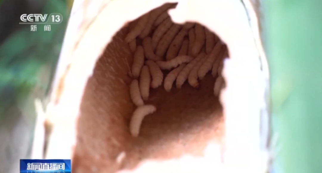 女子裤子内藏2斤活虫，昆明海关紧急拦截！