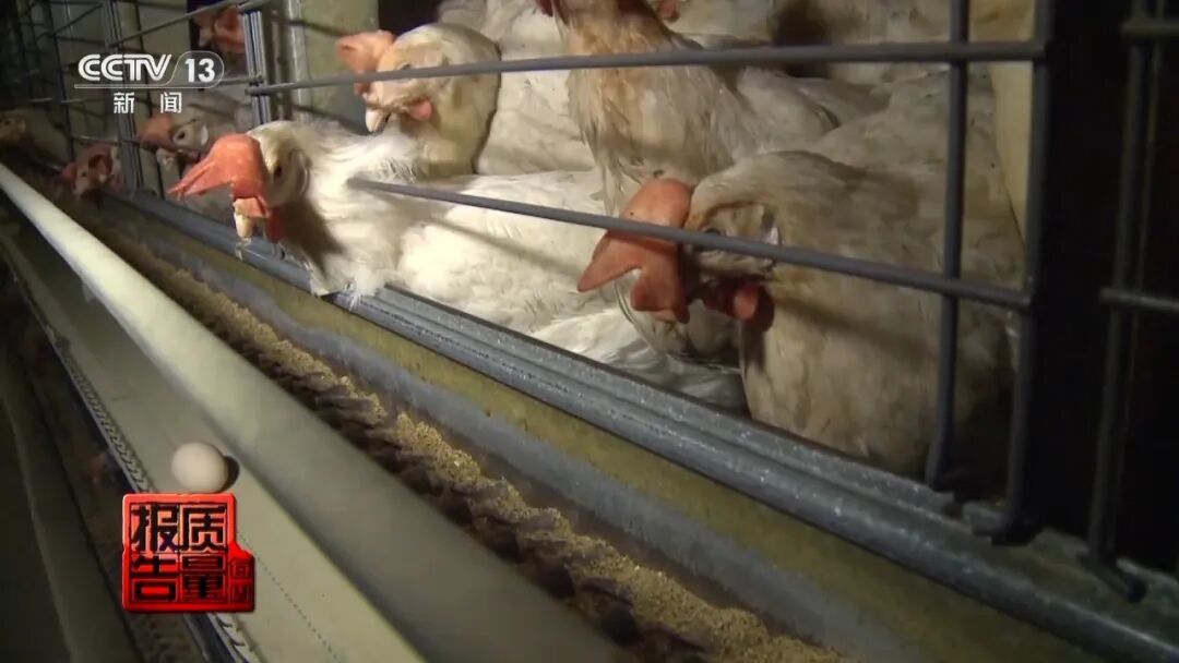 原来很多人都不会买鸡蛋！30款实测，结果很意外