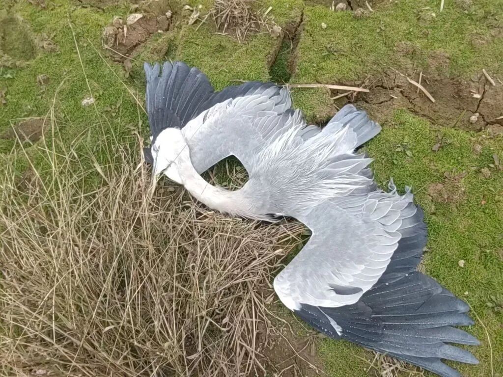 “现场发现多个投毒点”，3人被采取刑事强制措施