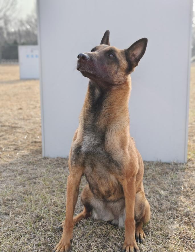征集领养人!给这些退役军犬一个温暖的家 征集领养人!给这些退役军犬一个温暖的家
