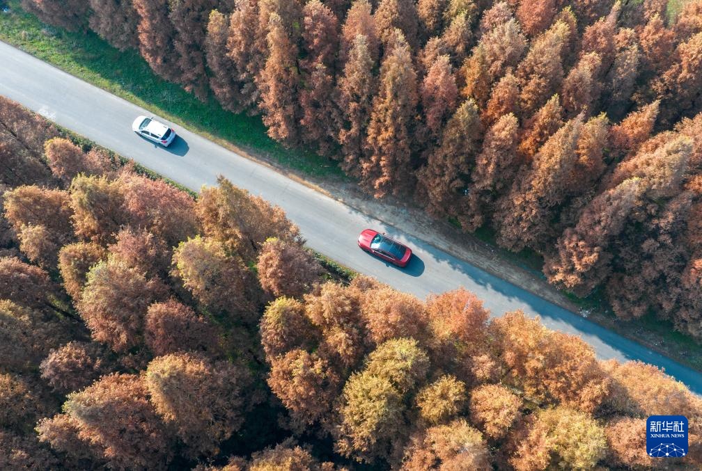 冬林不寂 色彩未眠