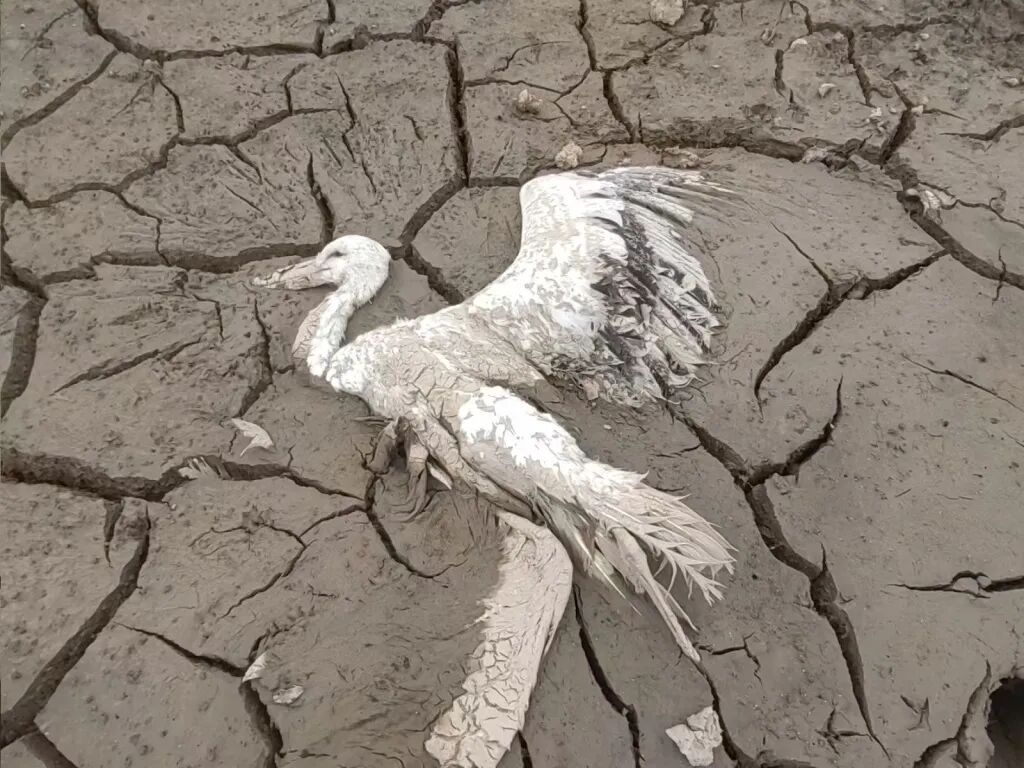 “现场发现多个投毒点”，3人被采取刑事强制措施