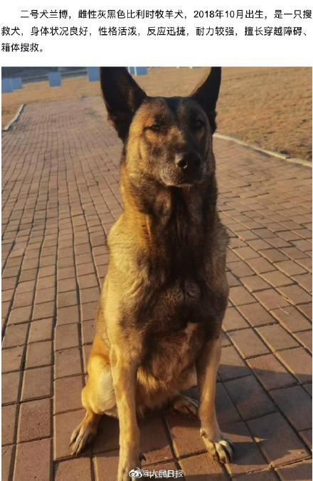 转扩!4只退役军犬征集领养人 转扩!4只退役军犬征集领养人