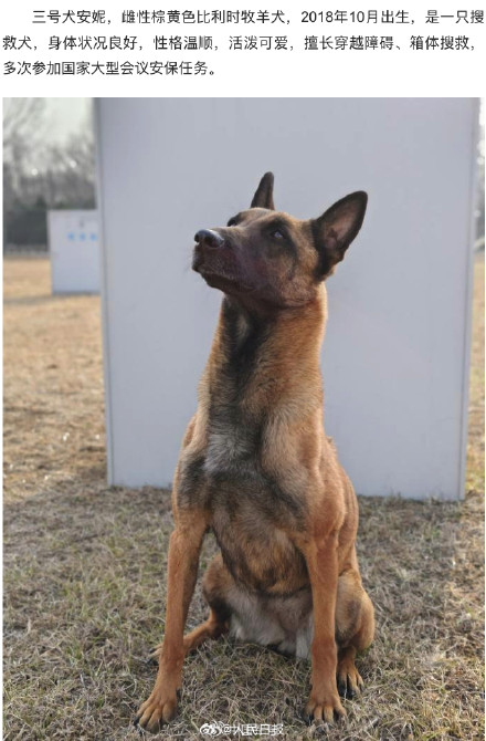 转扩!4只退役军犬征集领养人 转扩!4只退役军犬征集领养人