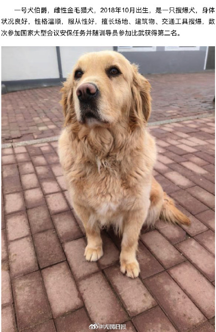 转扩!4只退役军犬征集领养人 转扩!4只退役军犬征集领养人