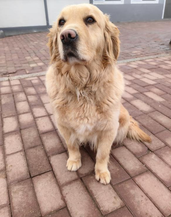 征集领养人!给这些退役军犬一个温暖的家 征集领养人!给这些退役军犬一个温暖的家