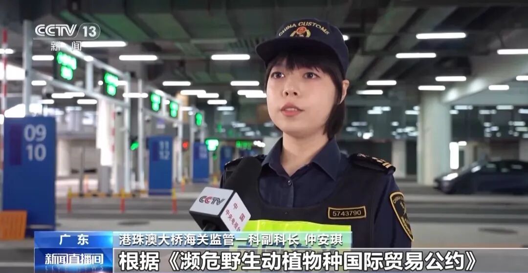 一名女子入境时走路姿态异常，海关拦截发现其裤子内藏2斤多活虫入境，被查