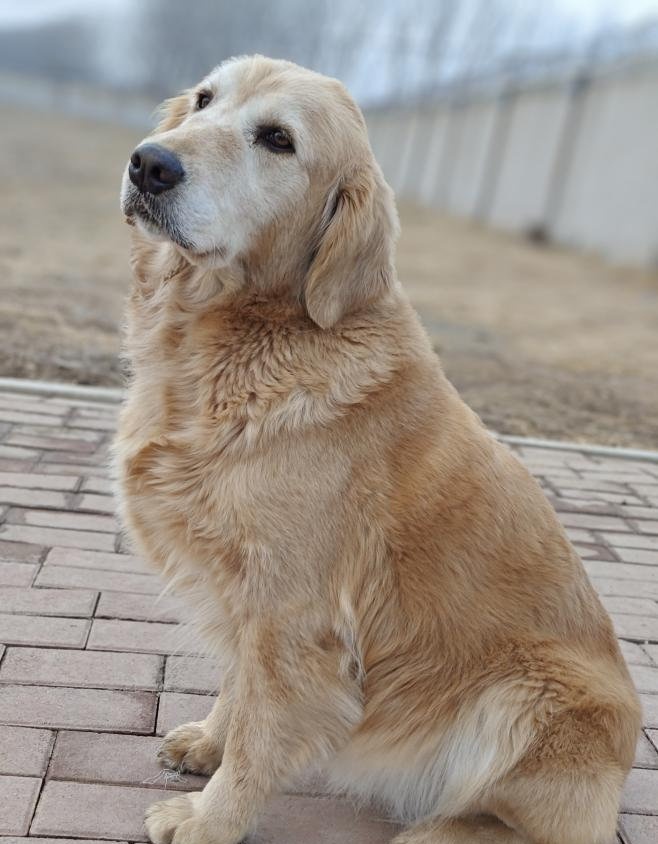 征集领养人!给这些退役军犬一个温暖的家 征集领养人!给这些退役军犬一个温暖的家