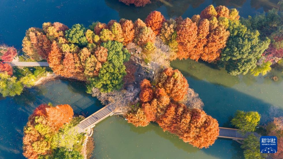 冬林不寂 色彩未眠