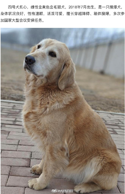 转扩!4只退役军犬征集领养人 转扩!4只退役军犬征集领养人