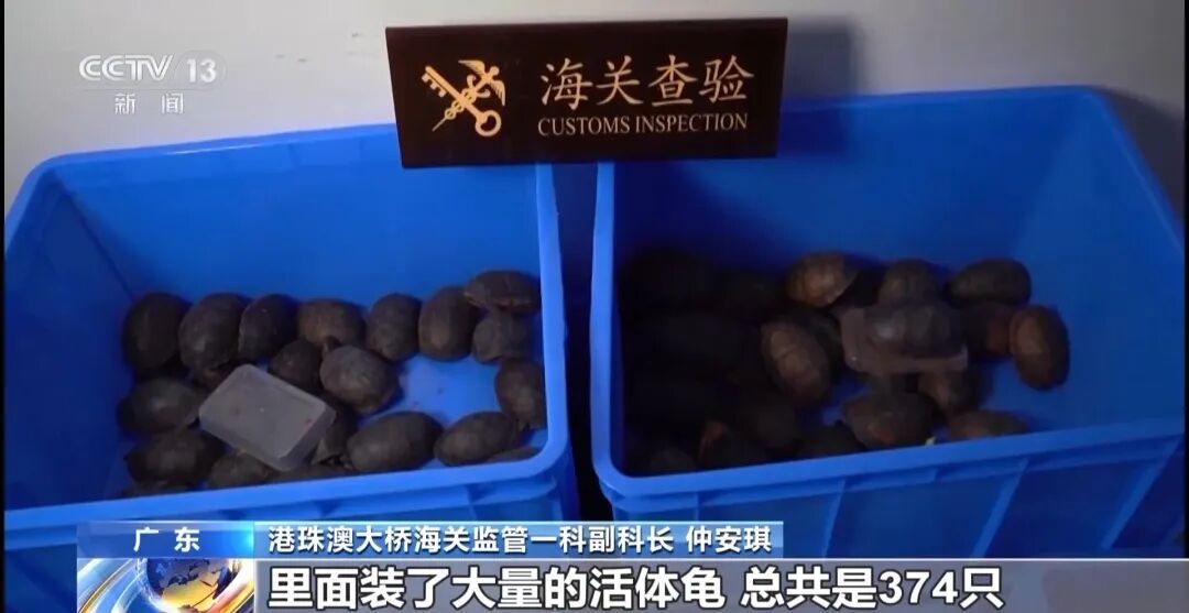 一名女子入境时走路姿态异常，海关拦截发现其裤子内藏2斤多活虫入境，被查