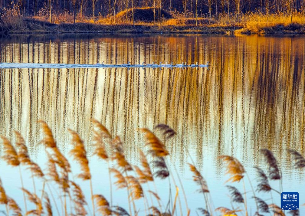 冬林不寂 色彩未眠