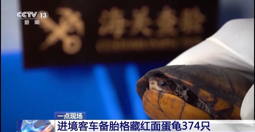 一名女子入境时走路姿态异常，海关拦截发现其裤子内藏2斤多活虫入境，被查