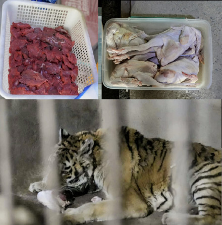 天津一动物园老虎“饿得皮包骨”？园方回应：“虎奶奶”已大约20岁，属老龄化现象