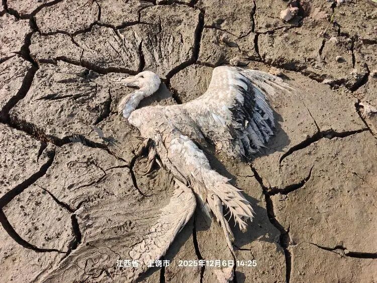 三人在鄱阳湖流域毒鸟!江西一地警方通报! 三人在鄱阳湖流域毒鸟!江西一地警方通报!