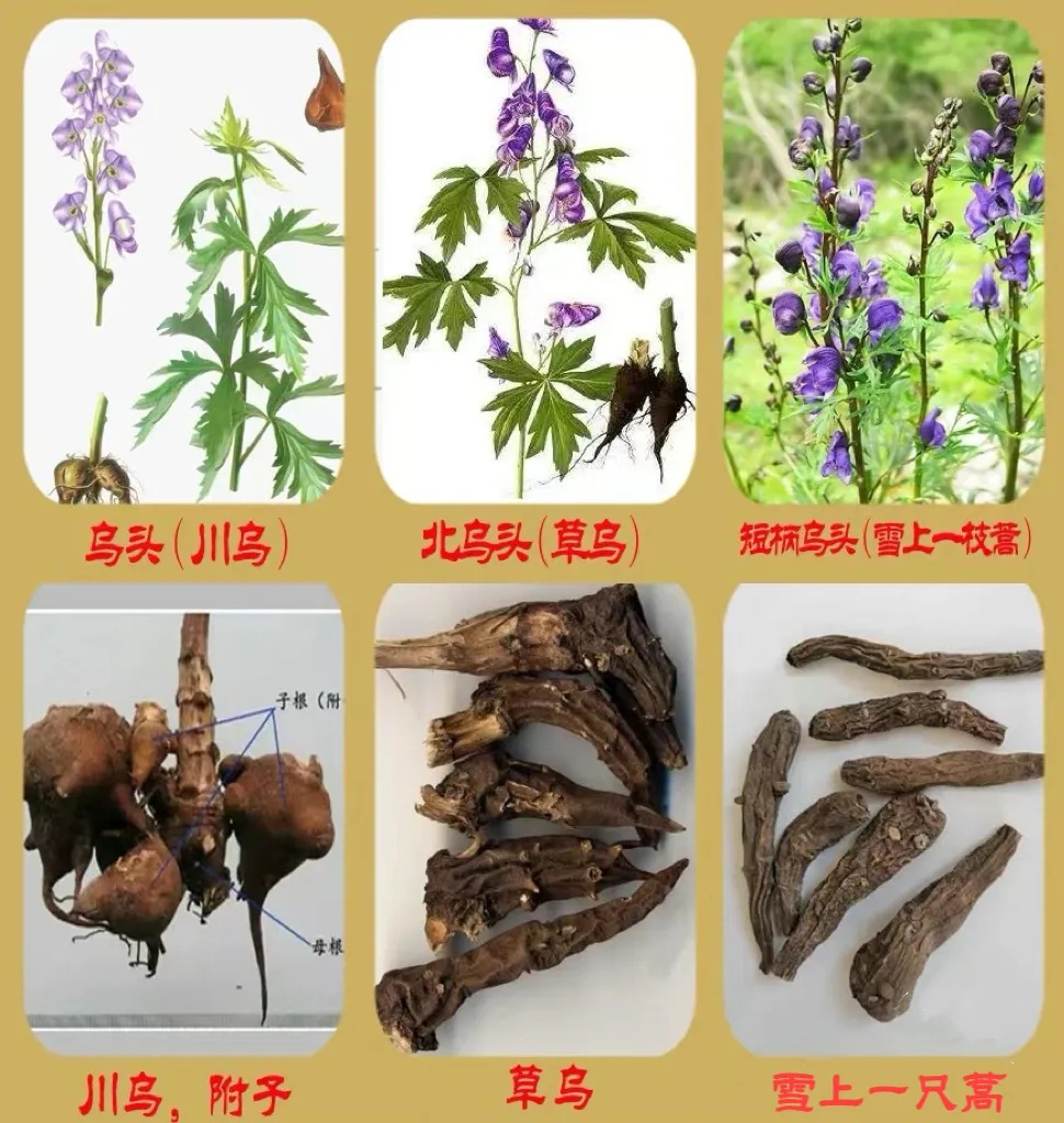 昆明一医院已接诊20余人！原因是拿它炖汤、煮中药……