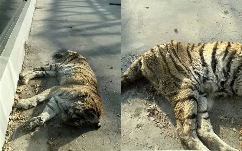 天津一动物园老虎“饿得皮包骨”?园方回应:“虎奶奶”已大约20岁,属老龄化现象 天津一动物园老虎“饿得皮包骨”?园方回应:“虎奶奶”已大约20岁,属老龄化现象