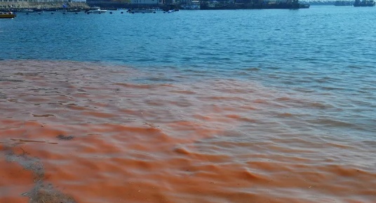 密密麻麻，可能带病菌！紧急提醒：千万别碰！