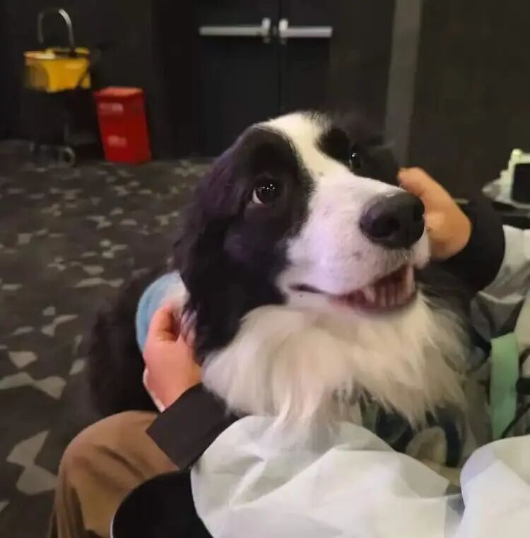 火爆远超预期！“携宠观影”突然兴起却引发激烈争议，有人带头抵制！上海情况如何？