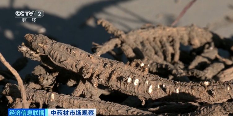 这些中药材还没采摘就被订购一空！