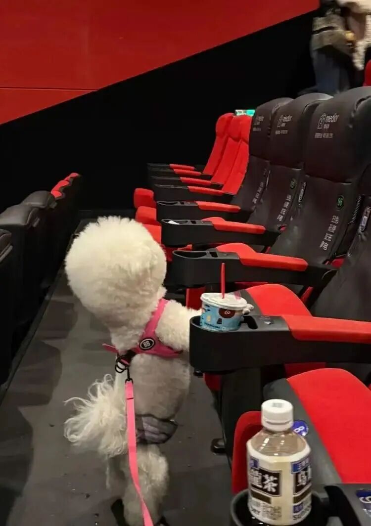 火爆远超预期！“携宠观影”突然兴起却引发激烈争议，有人带头抵制！上海情况如何？