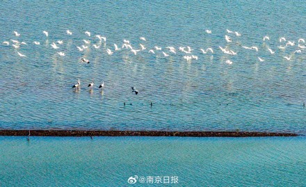 石臼湖迎来越冬候鸟“大部队”