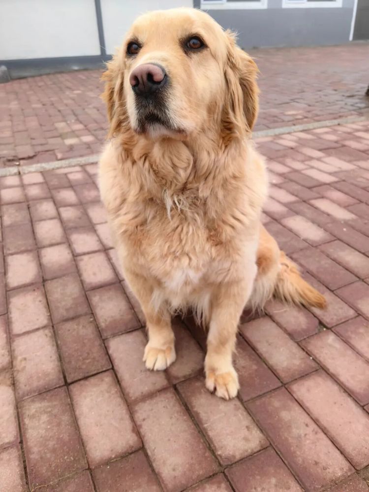 4条军犬将退役,公开招募领养人! 4条军犬将退役,公开招募领养人!
