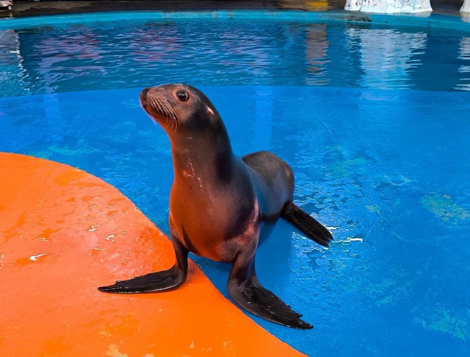 武汉一动物园上演疯狂动物城,海狮凭“发癫”舞姿火出圈 武汉一动物园上演疯狂动物城,海狮凭“发癫”舞姿火出圈