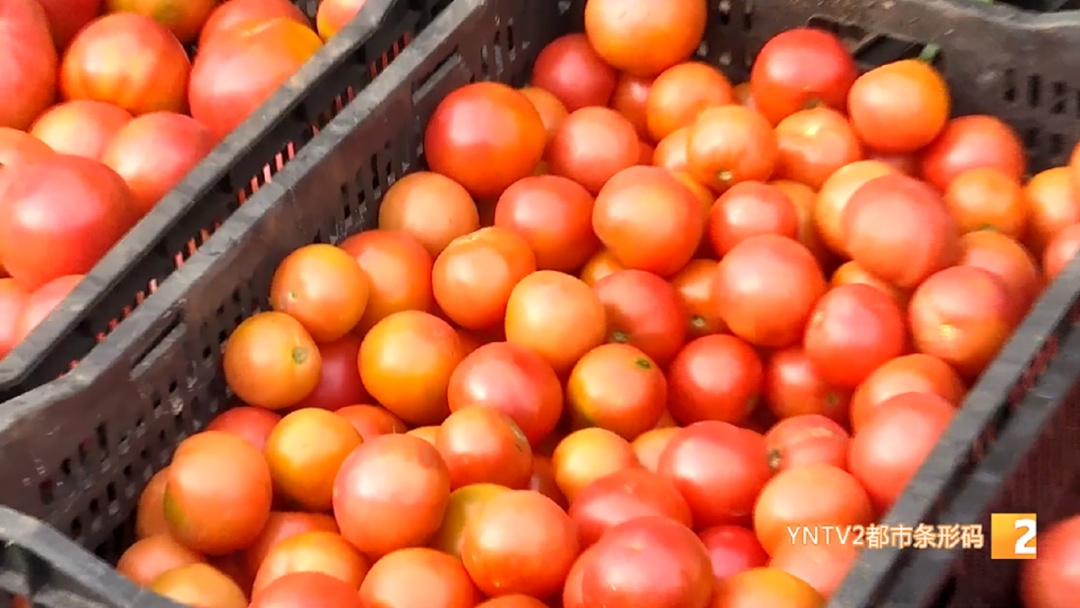 涨了！每公斤批发价20元以上！云南人餐桌上不可少……