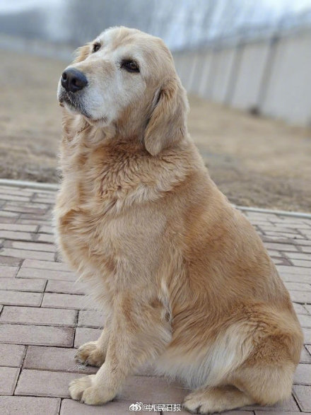 征集领养人！4只退役军犬公开招募领养人