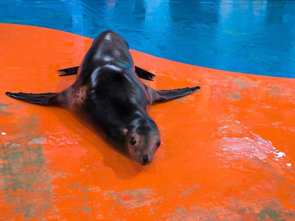 武汉一动物园上演疯狂动物城,海狮凭“发癫”舞姿火出圈 武汉一动物园上演疯狂动物城,海狮凭“发癫”舞姿火出圈