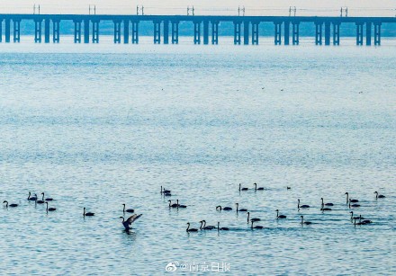 石臼湖迎来越冬候鸟“大部队”