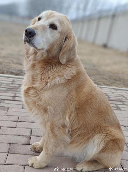 转扩！4只光荣退役军犬征集领养人