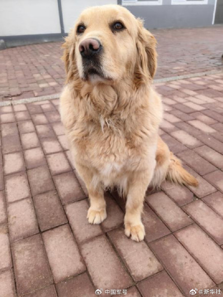 转扩！4只光荣退役军犬征集领养人