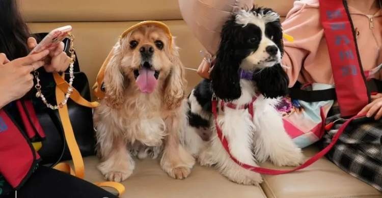 火爆远超预期！“携宠观影”突然兴起却引发激烈争议，有人带头抵制！上海情况如何？