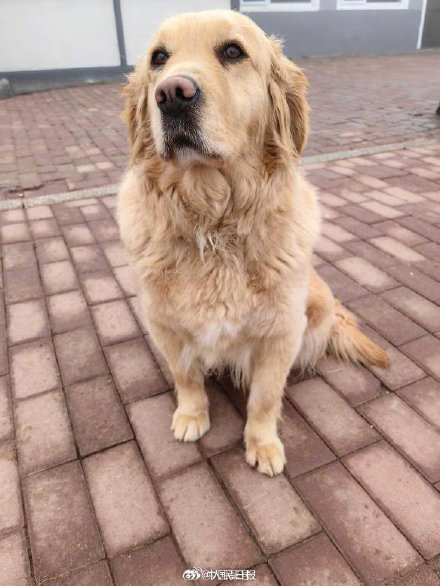 征集领养人！4只退役军犬公开招募领养人