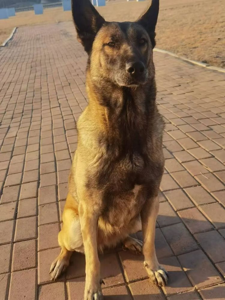 4条军犬将退役,公开招募领养人! 4条军犬将退役,公开招募领养人!