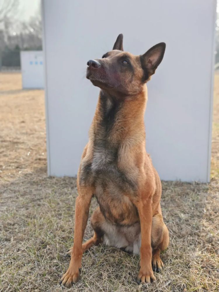 4条军犬将退役,公开招募领养人! 4条军犬将退役,公开招募领养人!