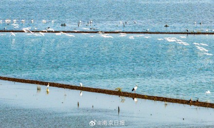 石臼湖迎来越冬候鸟“大部队”