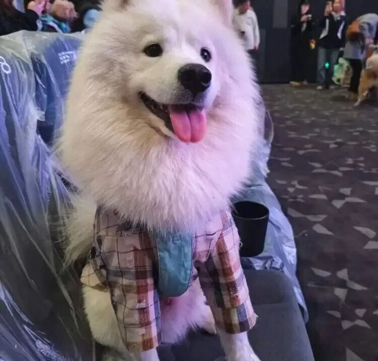 火爆远超预期！“携宠观影”突然兴起却引发激烈争议，有人带头抵制！上海情况如何？