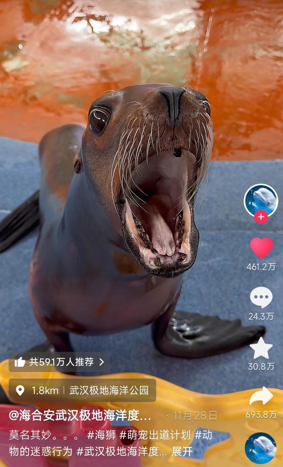 武汉一动物园上演疯狂动物城,海狮凭“发癫”舞姿火出圈 武汉一动物园上演疯狂动物城,海狮凭“发癫”舞姿火出圈