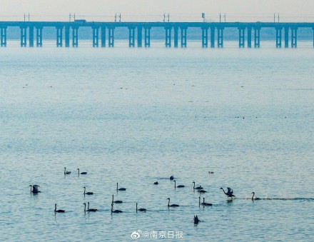 石臼湖迎来越冬候鸟“大部队”