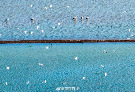 石臼湖迎来越冬候鸟“大部队”