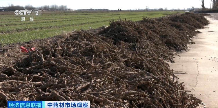 这些中药材还没采摘就被订购一空！