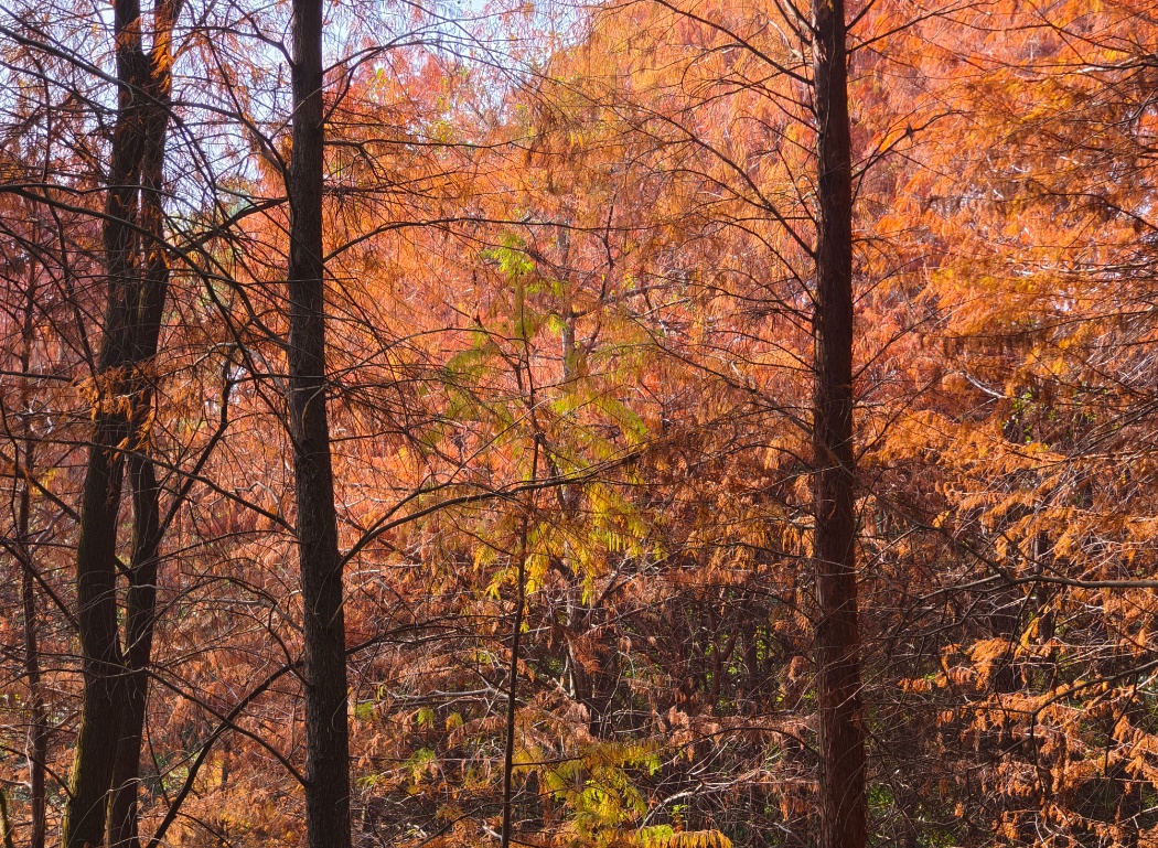 进入观赏期！广州的落羽杉，红了