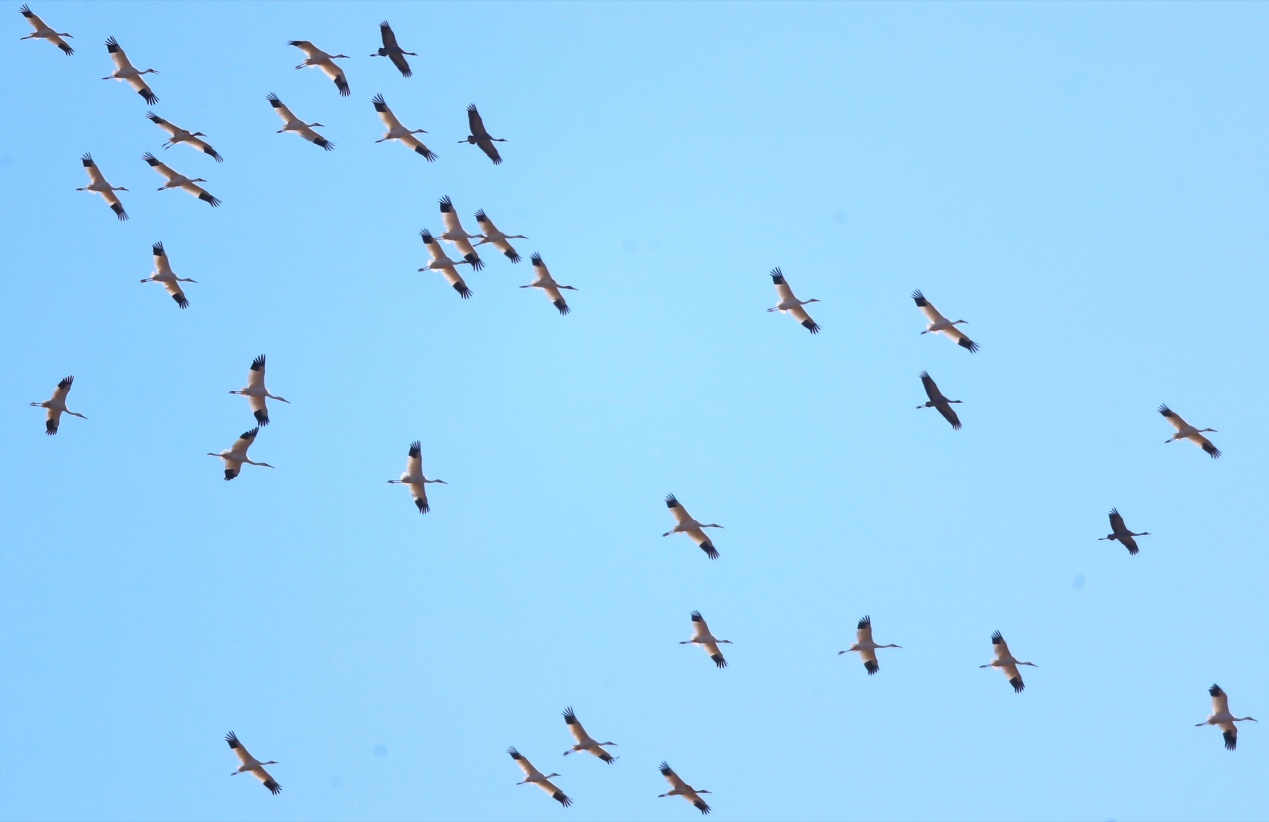 全球仅存约6500只 29位“稀客”到访北京官厅水库