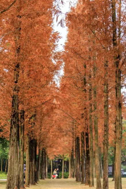 阳光下的水杉是自然的馈赠！冬季里的大美中国