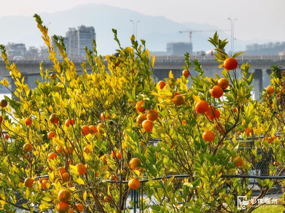 寒潮全国“发货”！即将抵达福建！福州最低温将跌至……