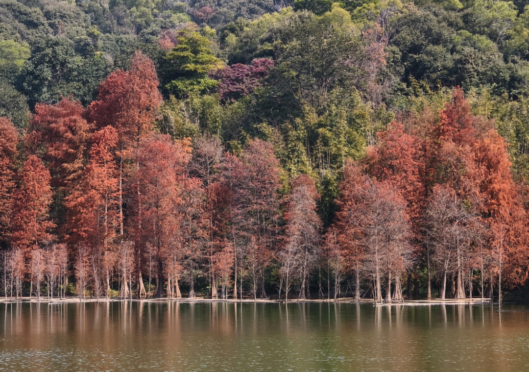 进入观赏期！广州的落羽杉，红了